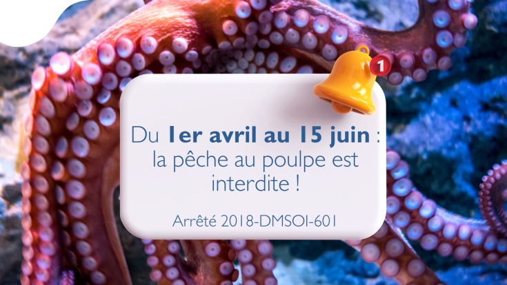 Interdiction de la pêche au poulpe !